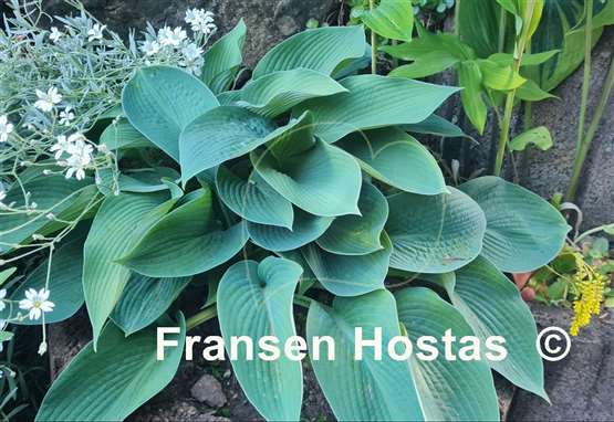 Hosta Blue Dome